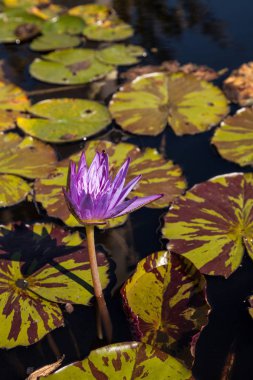 Star su lily Nymphaea nouchali mavi
