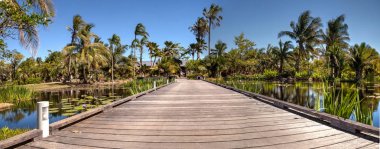 Boardwalk nilüferler ve bitkiler ile yansıtıcı bir su birikintisi üzerinden