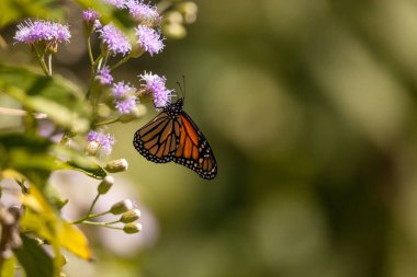 Monarch kelebek Danaus plexippus mor bir çiçek üzerinde