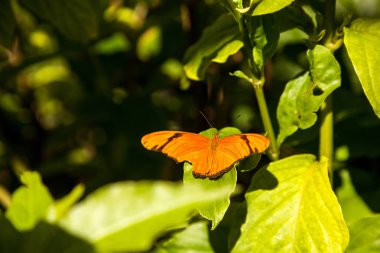 Dryas Julia olarak bilinen turuncu Julia kelebek