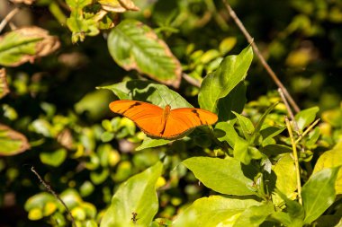 Dryas Julia olarak bilinen turuncu Julia kelebek