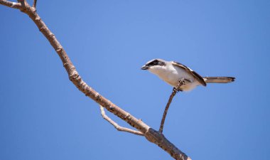 Caretta örümcek kuşu kuş kuşu ludovicianus tünemiş bir ağaç üzerinde