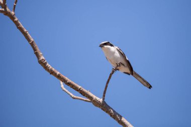 Caretta örümcek kuşu kuş kuşu ludovicianus tünemiş bir ağaç üzerinde