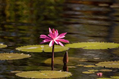 Pembe kırmızı nilüfer nilüfergiller çiçekleri arasında zambak yastıkları 