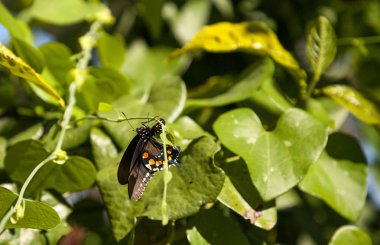 Pipevine Swallowtail kelebek Beaten philenor