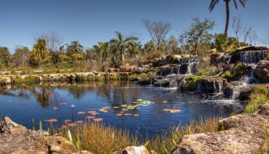 Nilüferler ve bir şelale gölet