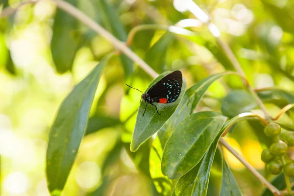 Eumaeus atala denilen siyah ve turuncu kırmızı Atala kelebek — Stok fotoğraf