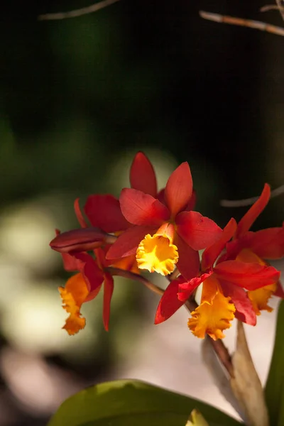 Laranja e amarelo flor de orquídea de bambu chamado Arundina graminifo — Fotografia de Stock