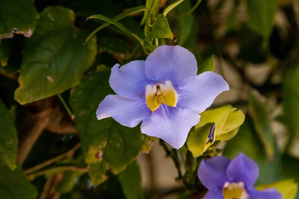 Céu azul flor de videira Thunbergia grandiflora — Fotografia de Stock