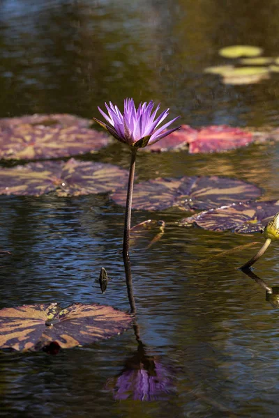 Blue Star Water Lily Nymphaea nouchali — стоковое фото