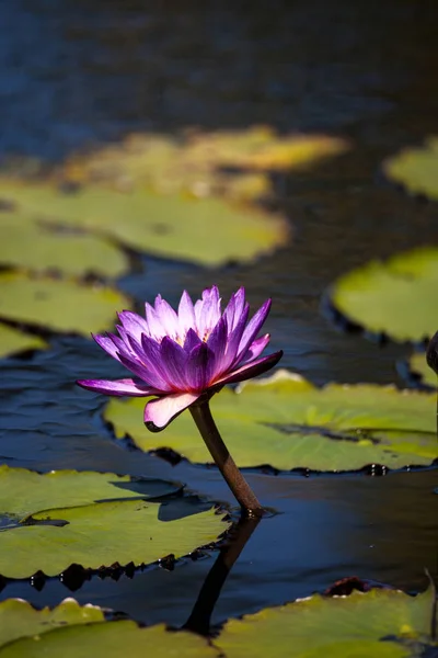 Lírio azul da estrela da água Nymphaea nouchali — Fotografia de Stock