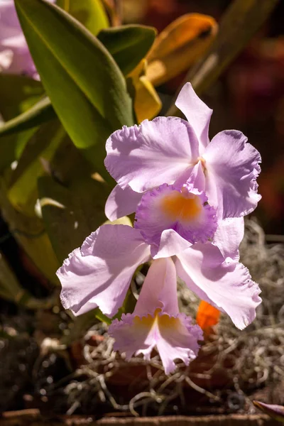 Flor de orquídea Cattleya roxa — Fotografia de Stock