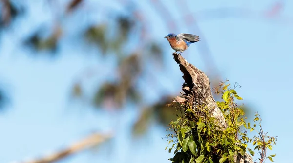 Östlicher Blauvogel sialia sialis — Stockfoto