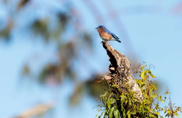 Merle bleu de l'Est Sialia sialis — Photo