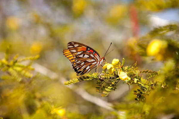 Körfez Fritillary kelebek Agraulis vanillae sarı bir çiçek üzerinde — Stok fotoğraf