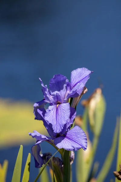 Gran flor de Iris germanica de barba púrpura — Foto de Stock