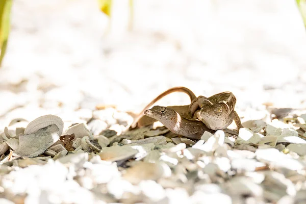 Dwa brązowy Anole jaszczurki Anolis sagrei mate — Zdjęcie stockowe