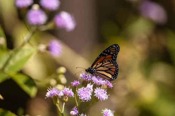 Mariposa monarca Danaus plexippus en una flor púrpura — Foto de Stock