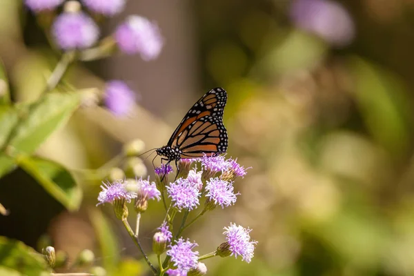 Monarch motýl ty chtěl rody plexippus na fialový květ — Stock fotografie