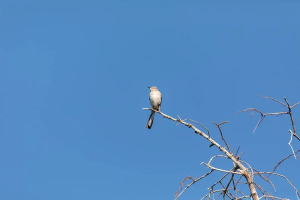 Nördlicher Spottvogel mimus polyglottos — Stockfoto