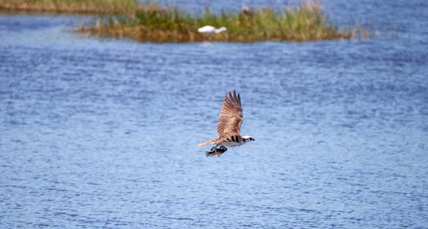 Flying osprey Pandion haliaetus bird agarrar um peixe — Fotografia de Stock