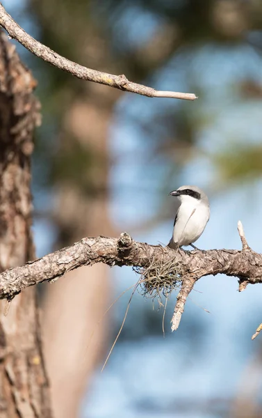 Amerikansk törnskata fågel Lanius ludovicianus sitter uppflugen på ett träd — Stockfoto