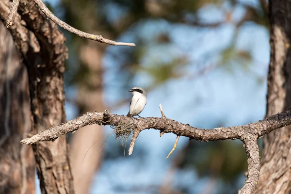 Ptak dzierzba karetta Lanius ludovicianus usiądzie na drzewie — Zdjęcie stockowe