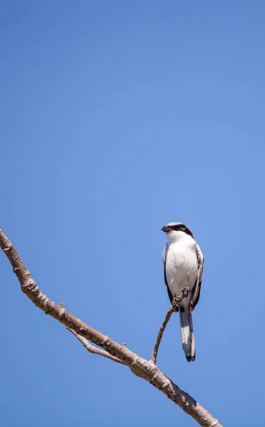 Loggerhead 尖叫鸟 Lanius ludovicianus 栖息在一棵树上 — 图库照片