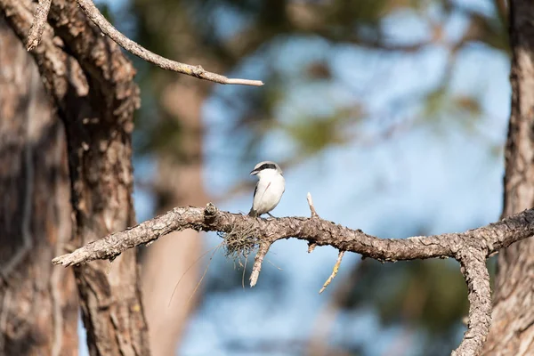 Onechte shrike vogel Lanius ludovicianus "perches" aan een boom — Stockfoto