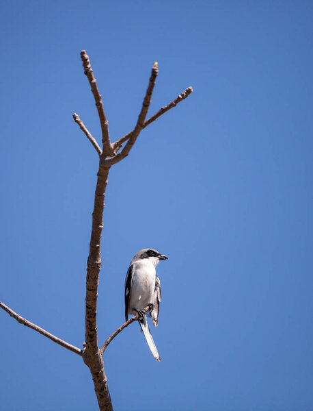 Ланиус Людовицианус (Lanius ludovicianus) сидит на дереве
