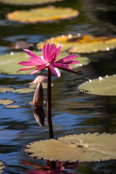 Розово-красная водяная лилия Nymphaeaceae цветет среди лилий — стоковое фото