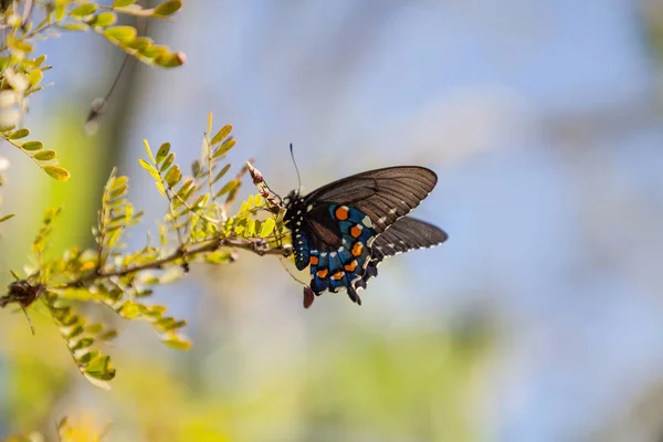 Pfeifenschwanzschmetterling battus philenor — Stockfoto