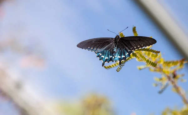 Pipevine Swallowtail kelebek Beaten philenor — Stok fotoğraf