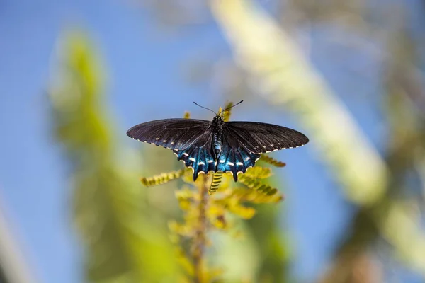Pipevine Swallowtail kelebek Beaten philenor — Stok fotoğraf