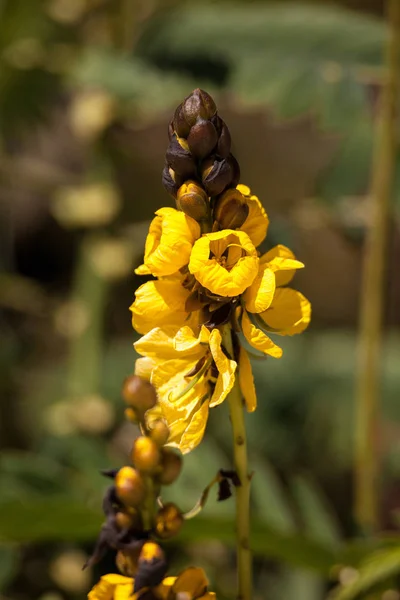 Bright yellow flowers of popcorn senna also called Senna didymob — Stock Photo, Image