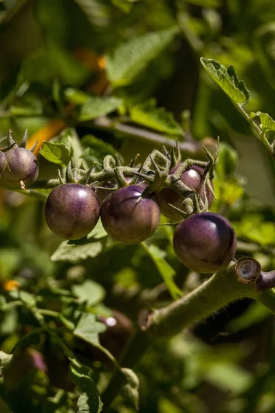 Tomates cherry llamados besados por un pitufo por ser tomate púrpura —  Fotos de Stock