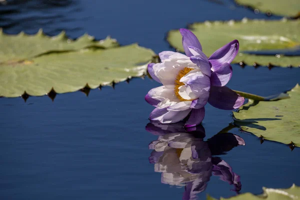 Purple and white N Keys Stowway Blues water lily Nhhaea gigan — стоковое фото