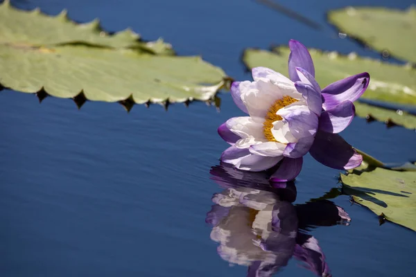 Фіолетовий і білий N Kews Stowaway Blues водяна лілія Nymphaea gigan — стокове фото