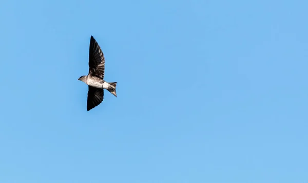 Purpurmarin Vögel progne subis fliegen und sitzen um ein Vogelhäuschen — Stockfoto