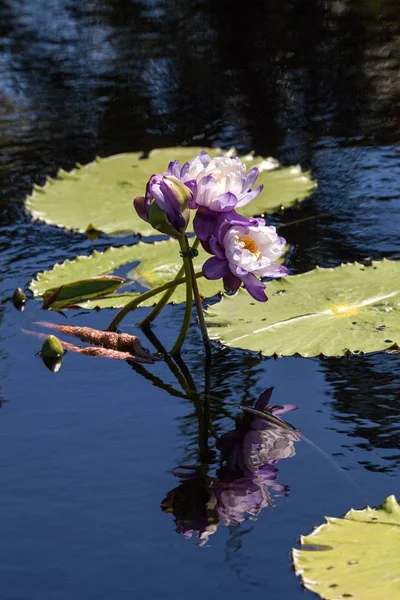 Purple and white N Kews Stowaway Blues water lily Nymphaea gigan — Stock Photo, Image