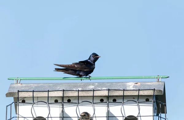 Lila martin fåglar Progne subis flyga och abborre runt en birdhous — Stockfoto