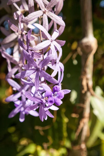Flores de color púrpura conocida como reina jalá corona Petrea volubilis —  Fotos de Stock