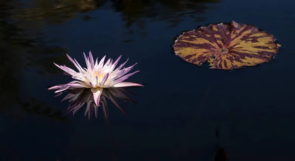 Блідо-фіолетова водяна лілія квітка Nymphaeaceae — стокове фото