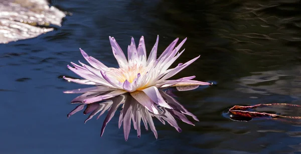 Блідо-фіолетова водяна лілія квітка Nymphaeaceae — стокове фото