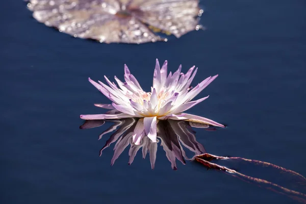 Блідо-фіолетова водяна лілія квітка Nymphaeaceae — стокове фото