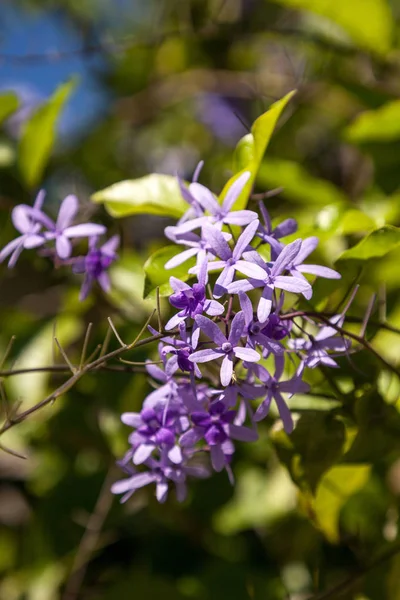 Flores de color púrpura conocida como reina jalá corona Petrea volubilis —  Fotos de Stock