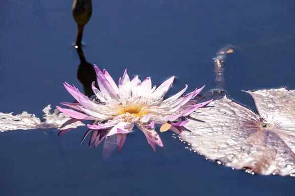 Блідо-фіолетова водяна лілія квітка Nymphaeaceae — стокове фото