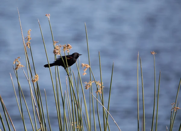 Pájaro negro alado rojo macho Agelaius phoeniceus —  Fotos de Stock