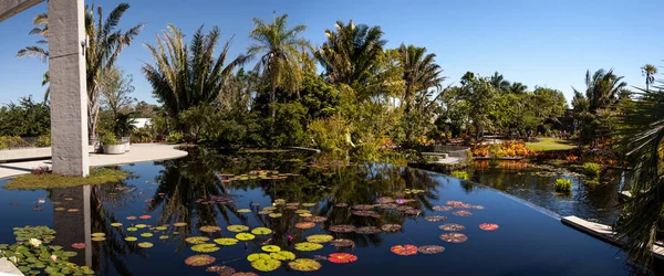 Fényvisszaverő tó víz liliomok és a nápolyi Botan növényeken — Stock Fotó