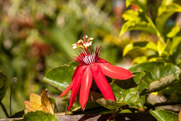 Flama escarlata pasiflora roja llamada Passiflora miniata — Foto de Stock